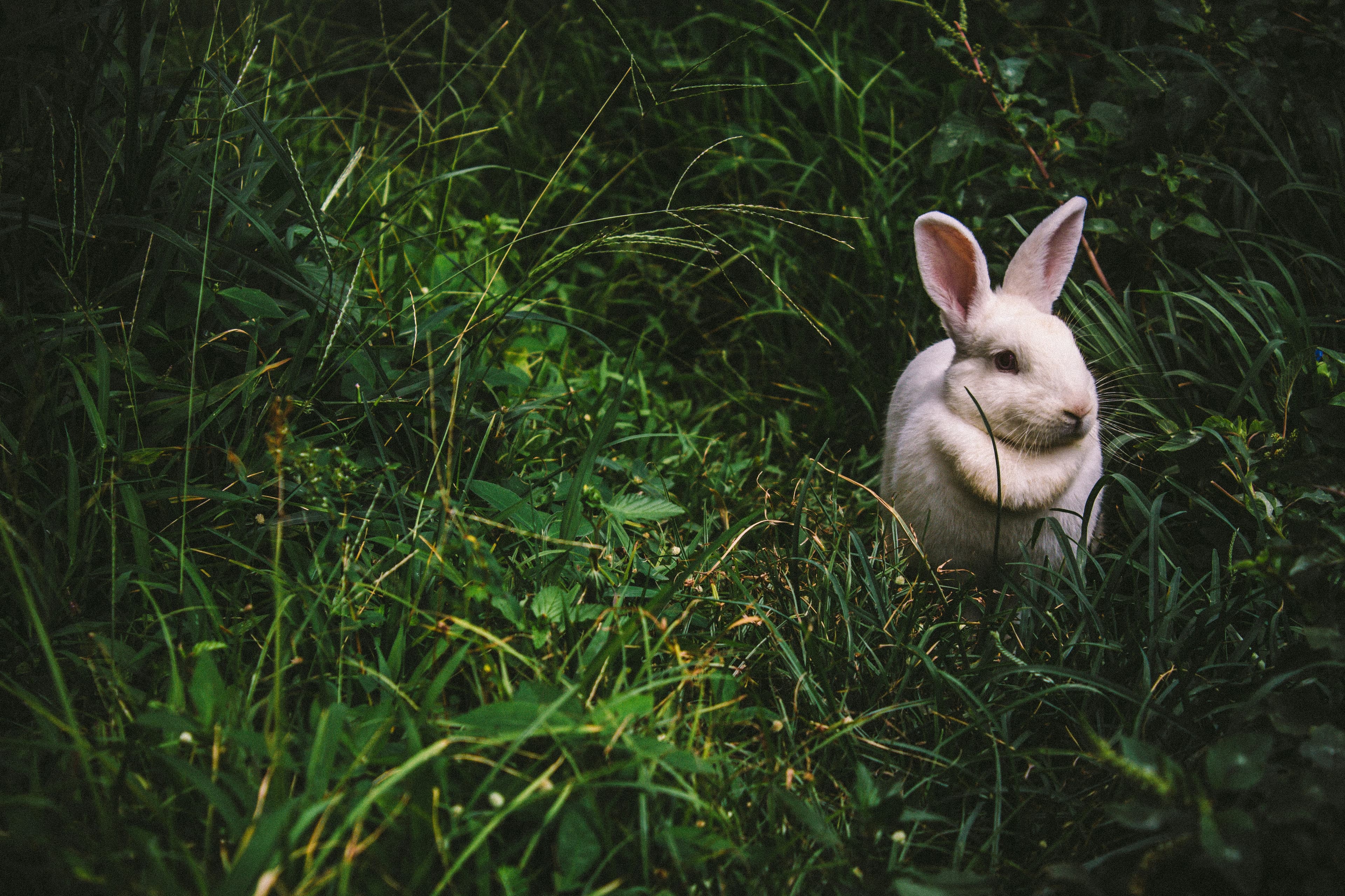 Caring for Critters