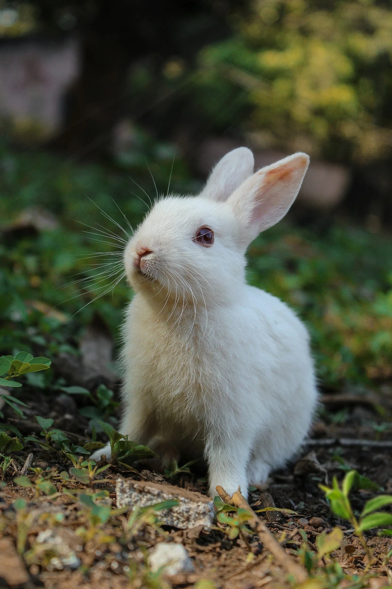 Rabbit in grass
